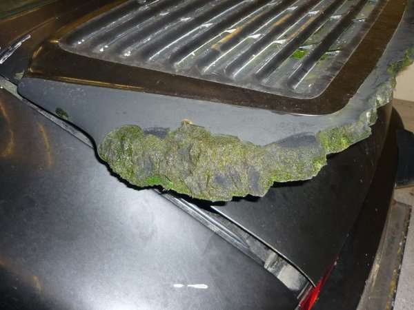 P1090537 (Small).JPG (100.18 KiB) 5101 mal betrachtet Wer hätte das gedacht. Der zerbröselte Heckspoiler wächst in Form von Moos einfach nach.<br />Mit ausreichend Geduld wird er vollendet sein.